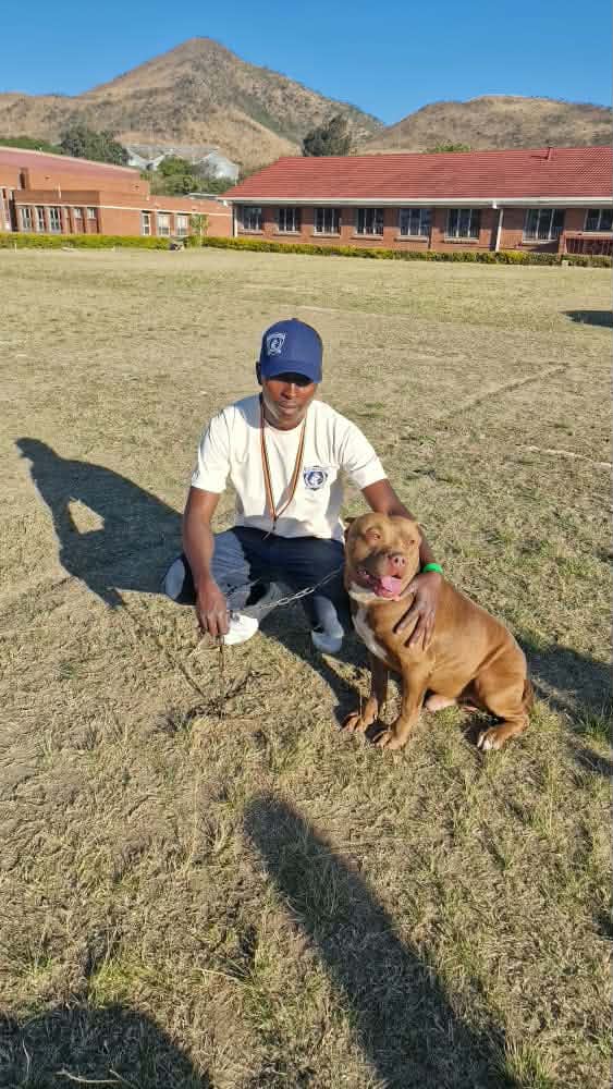 Handler with Pitbull in the field