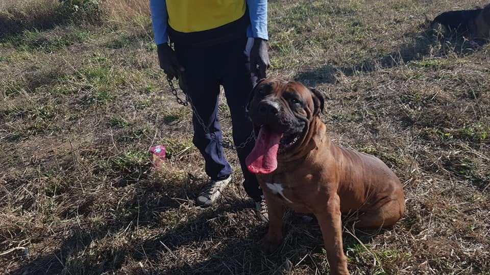 Working dog on the training ground