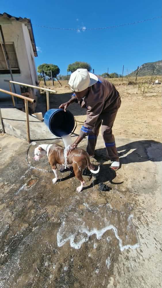 Hands-on daily care — bathing a dog at the kennel