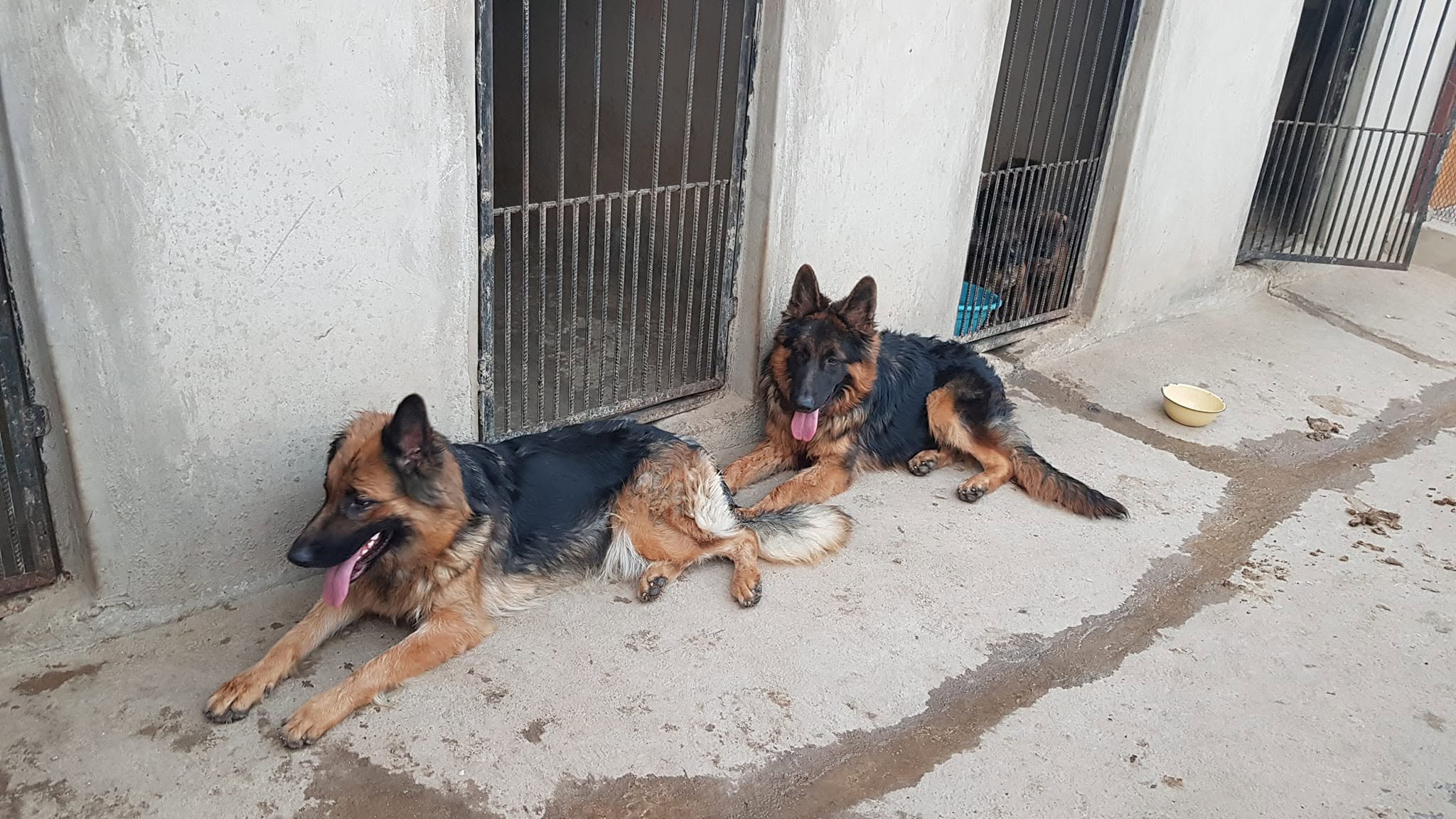 Platinum Kennels dog