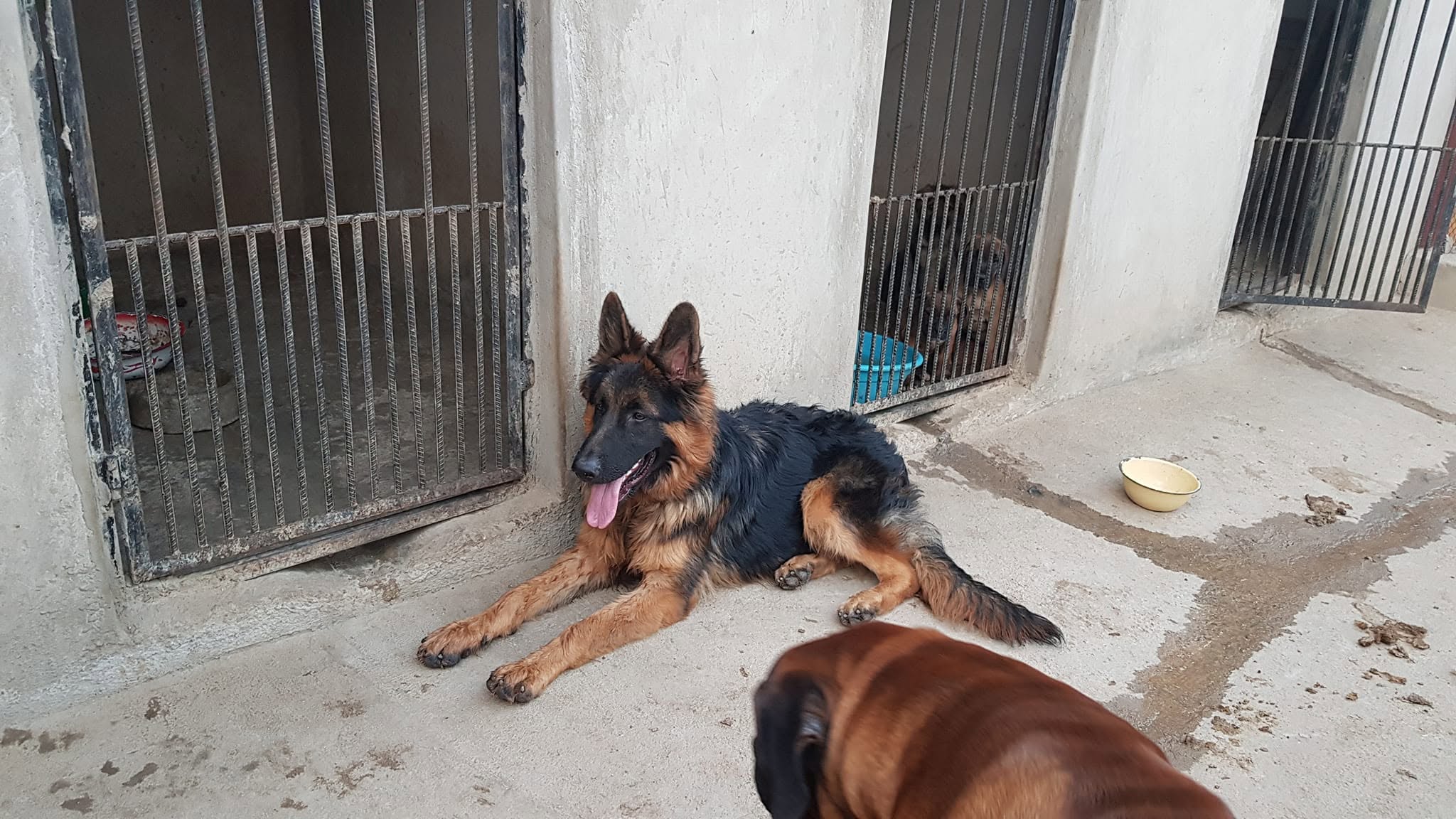 Kennel dog portrait