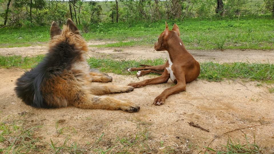 Adult dog at the kennel