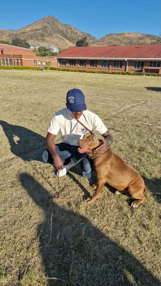 Handler and Pitbull outdoors