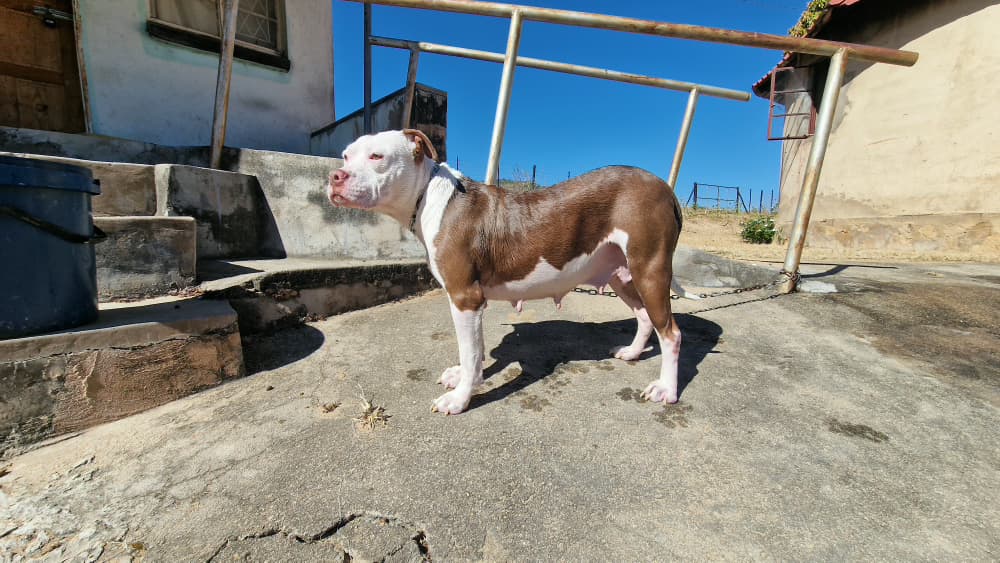 Pitbull standing in profile