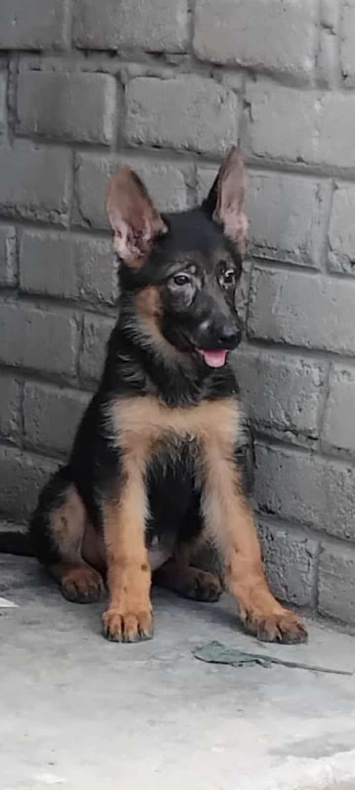 German Shepherd puppy sitting