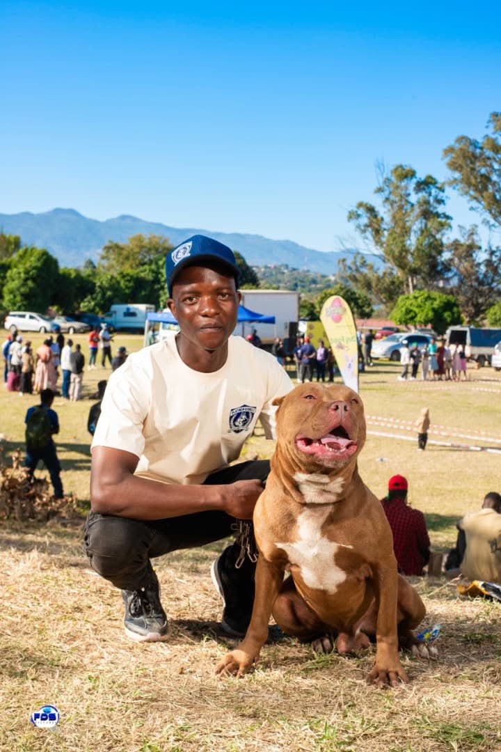 Platinum Kennels handler with a Pitbull at an outdoor event