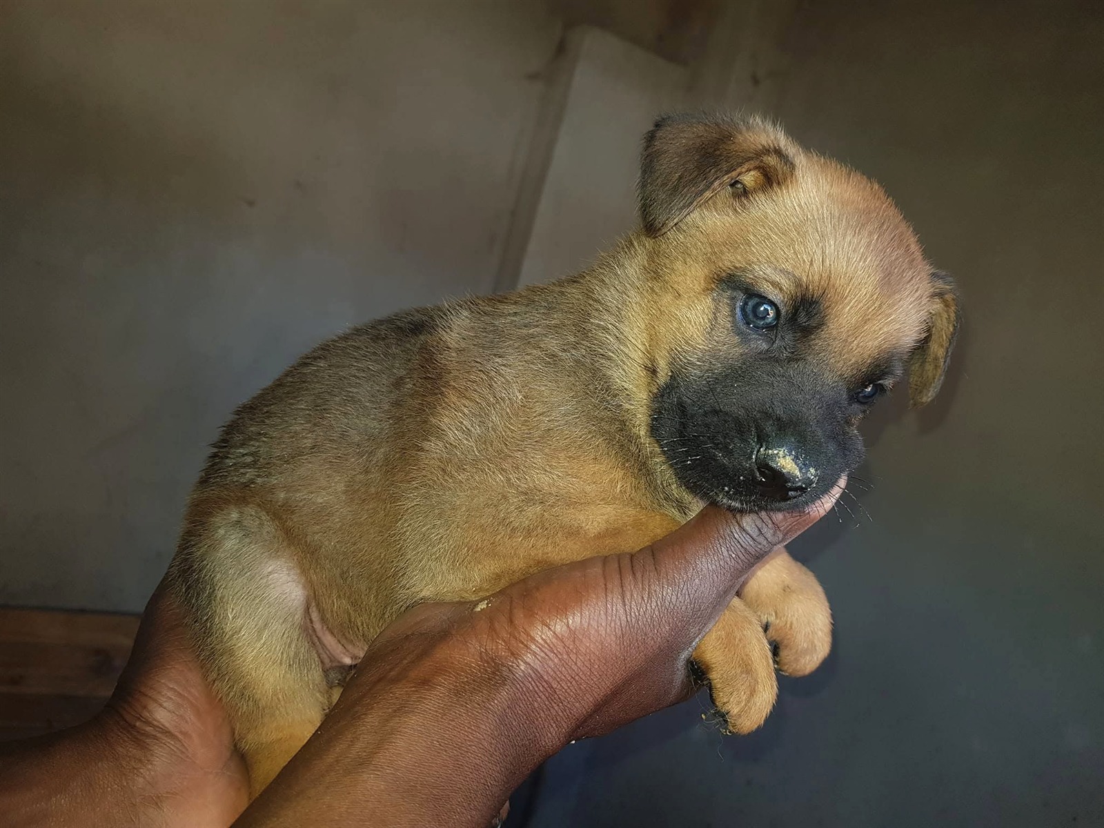 Puppies at Platinum Kennels