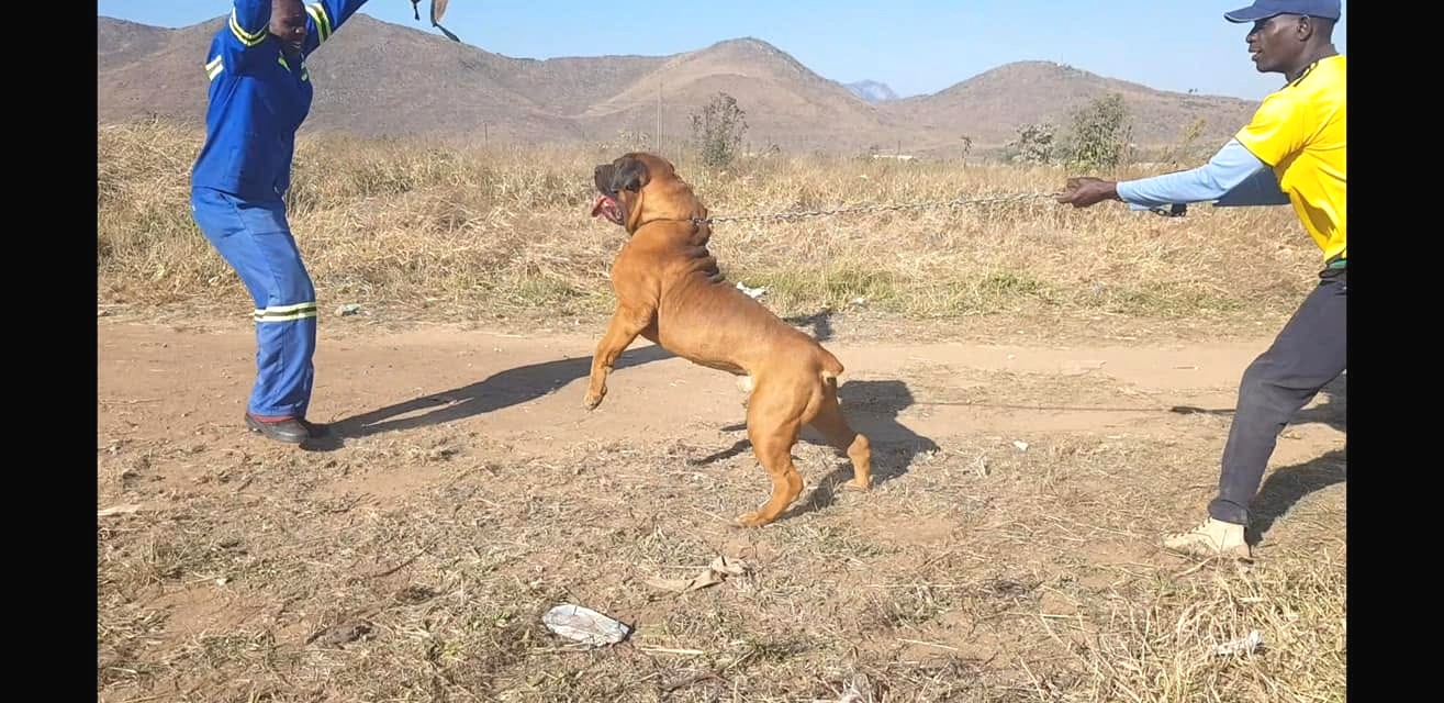 Dog training session at Platinum Kennels