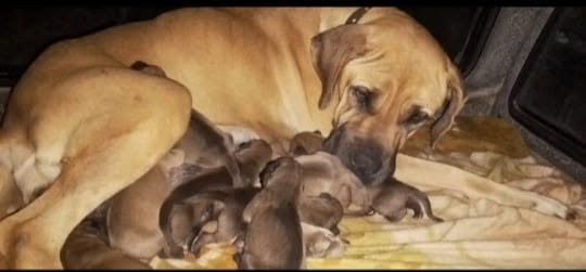 Mother dog with newborn litter