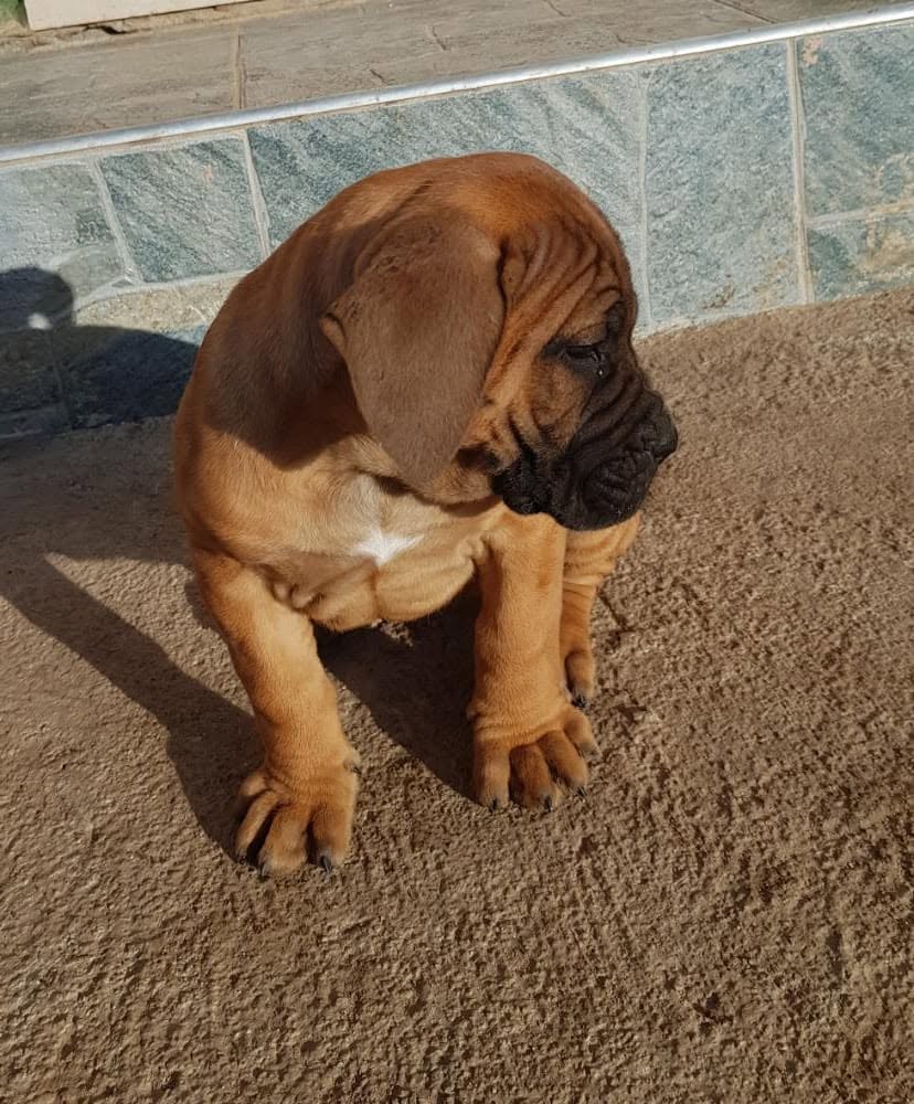 Puppies at Platinum Kennels
