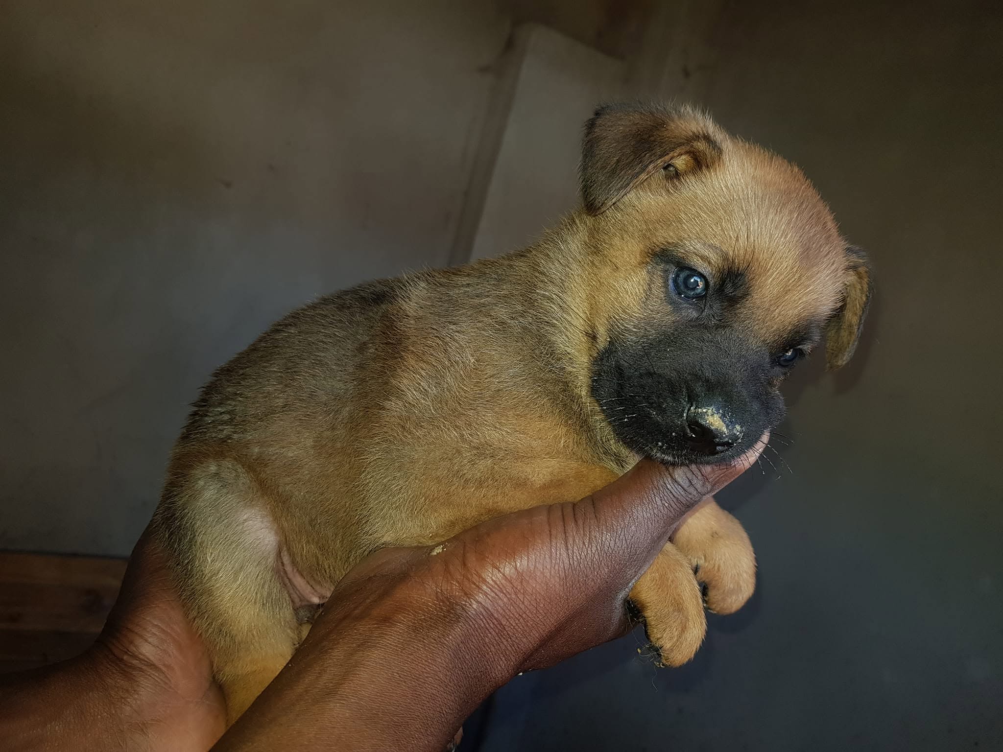 Young puppies