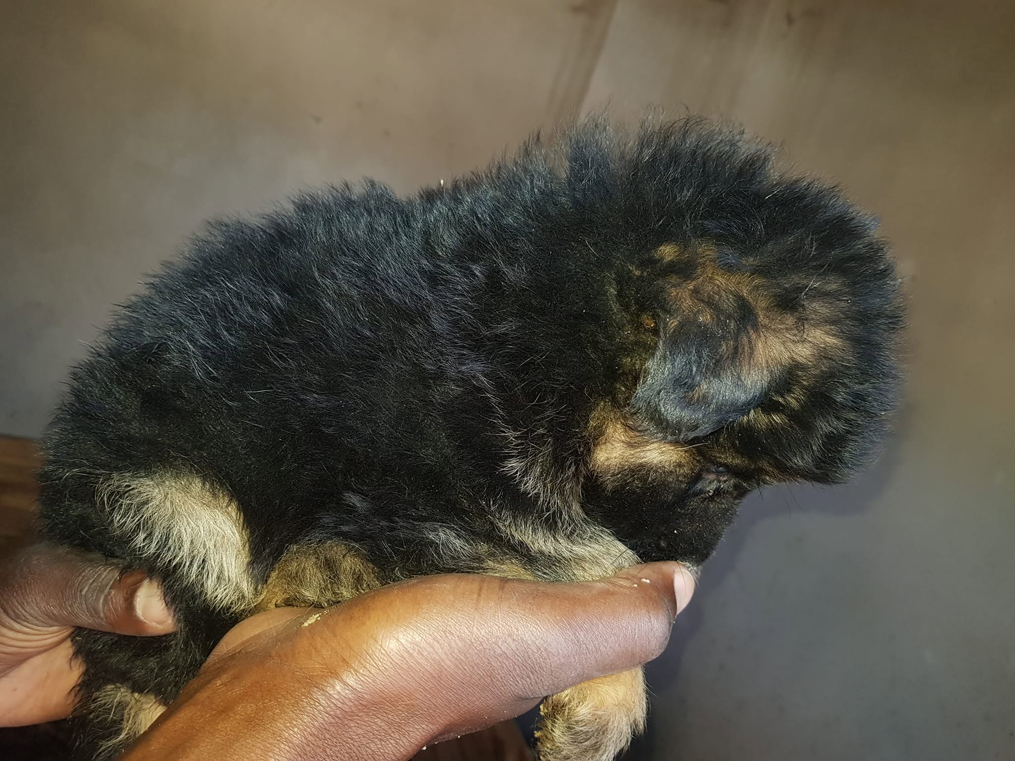 Puppy litter