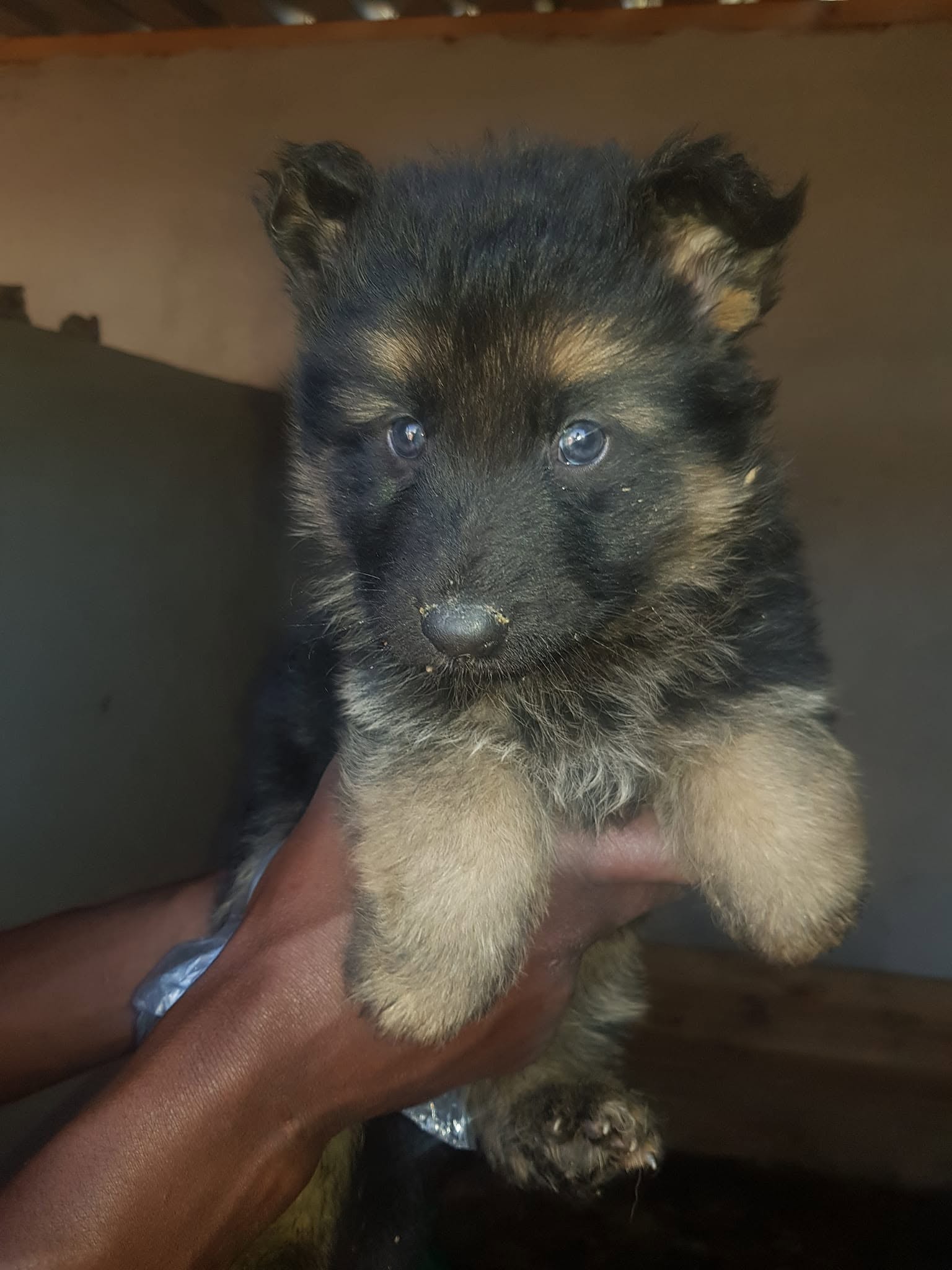 Healthy puppies