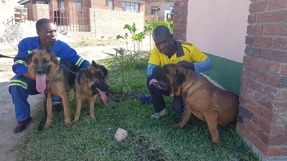 German Shepherds and Boerboel with handlers