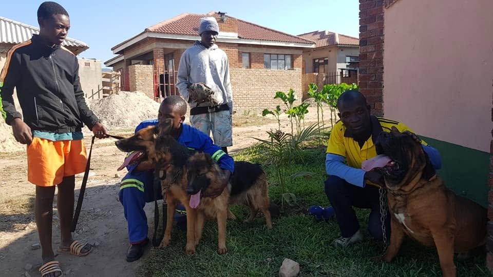 Dogs in training
