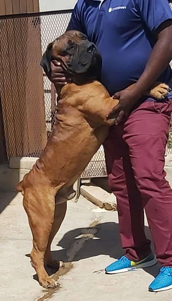 Working dog training
