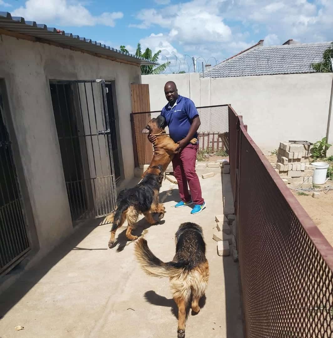 Kennel training day